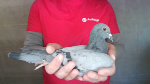 Pigeon image