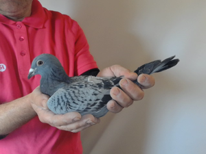 Pigeon image