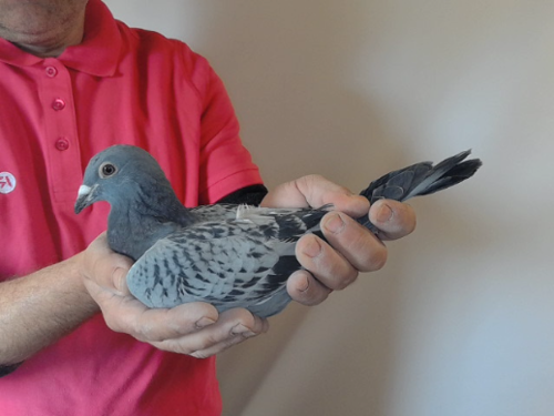 Pigeon image