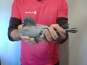 Pigeon image