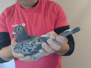 Pigeon image