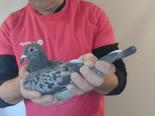 Pigeon image