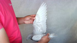Pigeon image