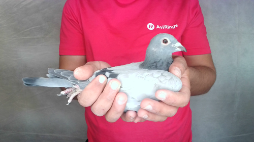 Pigeon image