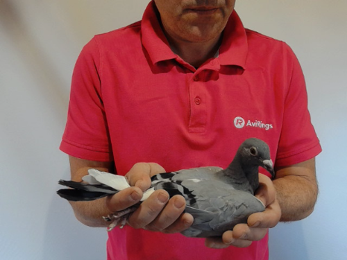 Pigeon image