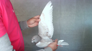 Pigeon image