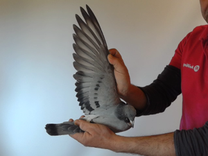 Pigeon image