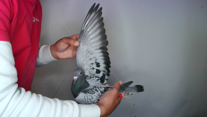 Pigeon image