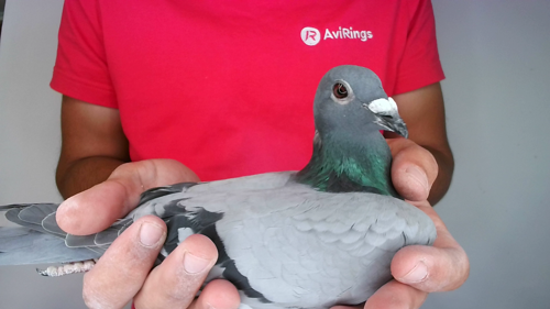 Pigeon image