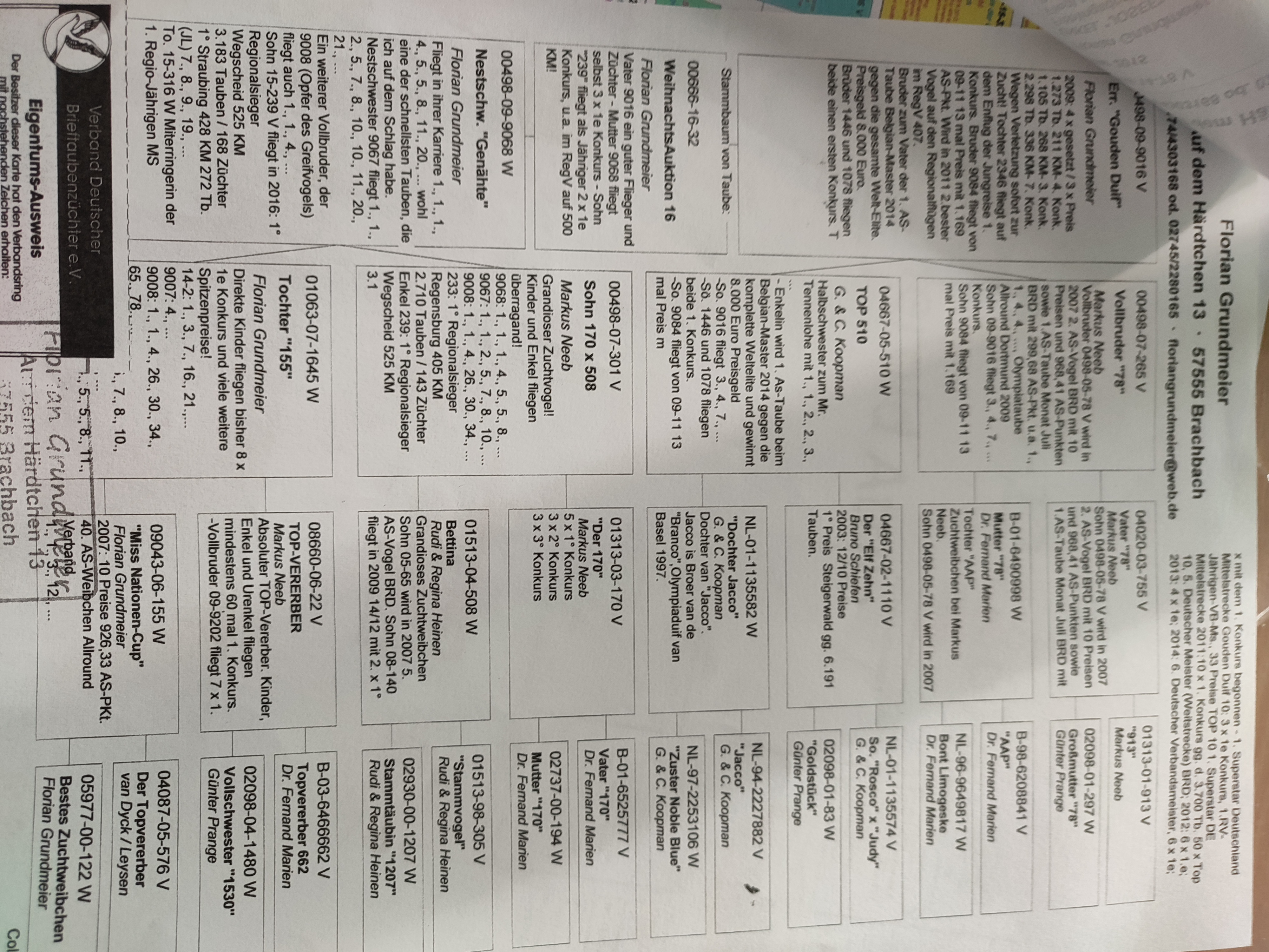 Pigeon pedigree image