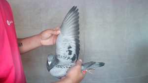 Pigeon image