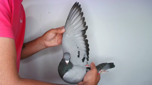 Pigeon image