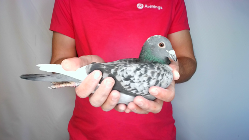 Pigeon image