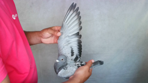 Pigeon image