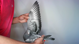 Pigeon image