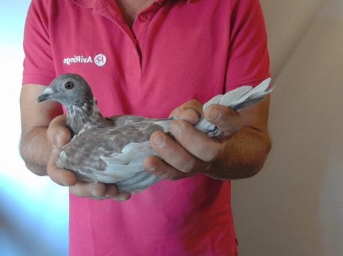 Pigeon image