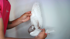 Pigeon image