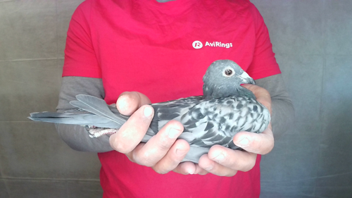 Pigeon image