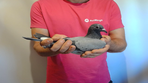 Pigeon image