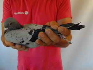 Pigeon image