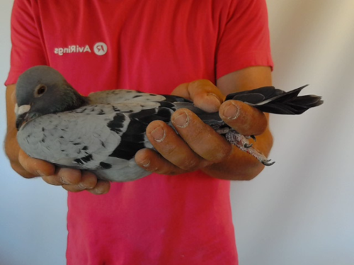 Pigeon image