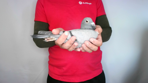 Pigeon image