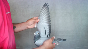 Pigeon image