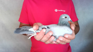 Pigeon image