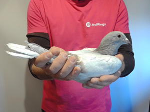 Pigeon image