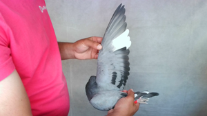 Pigeon image