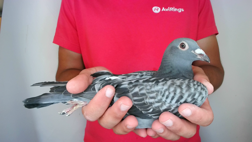 Pigeon image
