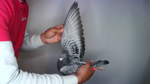 Pigeon image