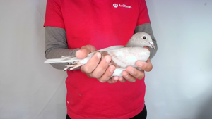 Pigeon image