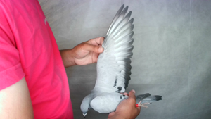 Pigeon image