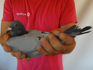 Pigeon image