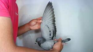Pigeon image