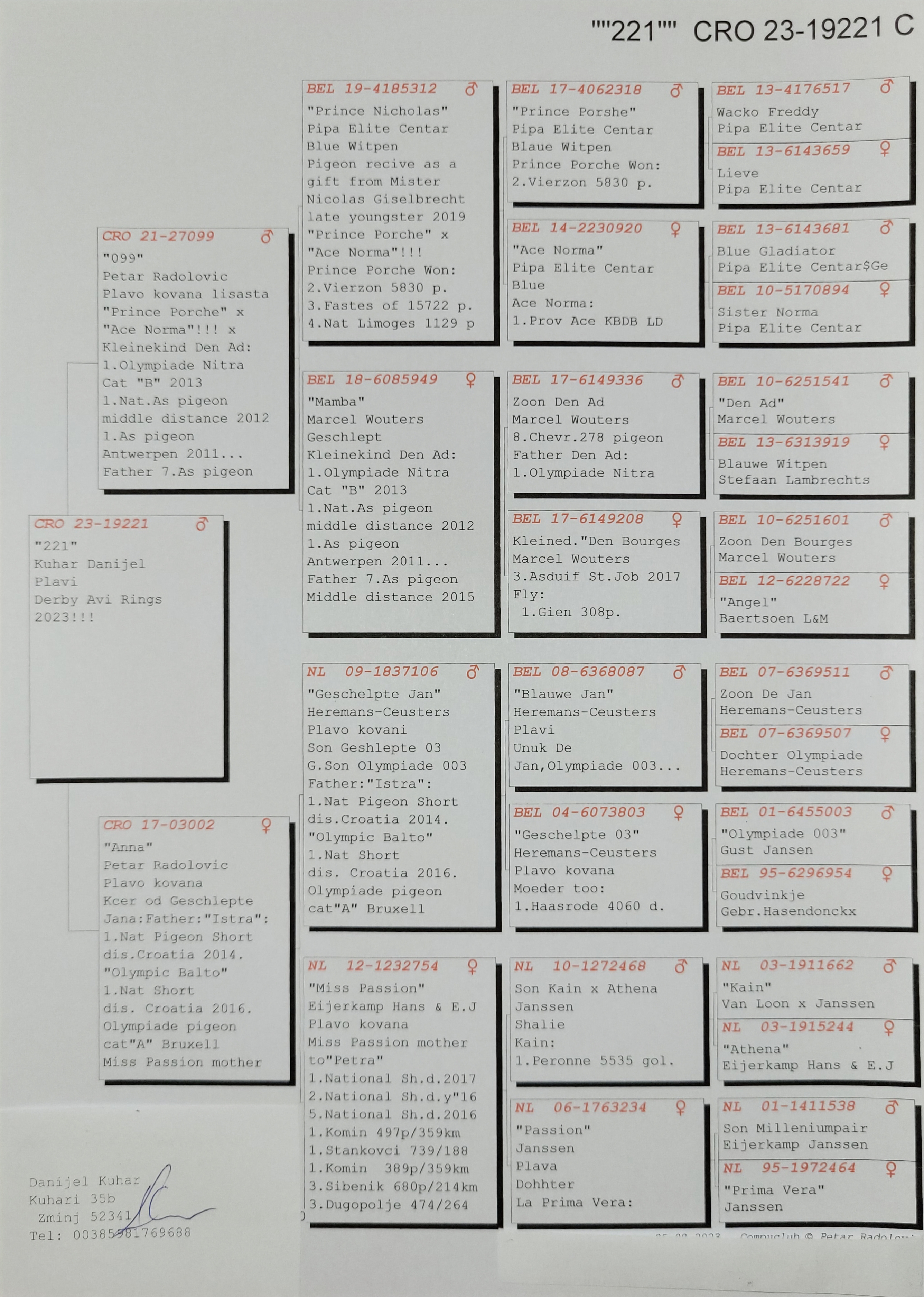 Pigeon pedigree image
