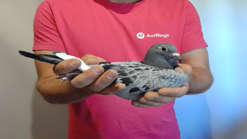 Pigeon image