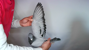 Pigeon image