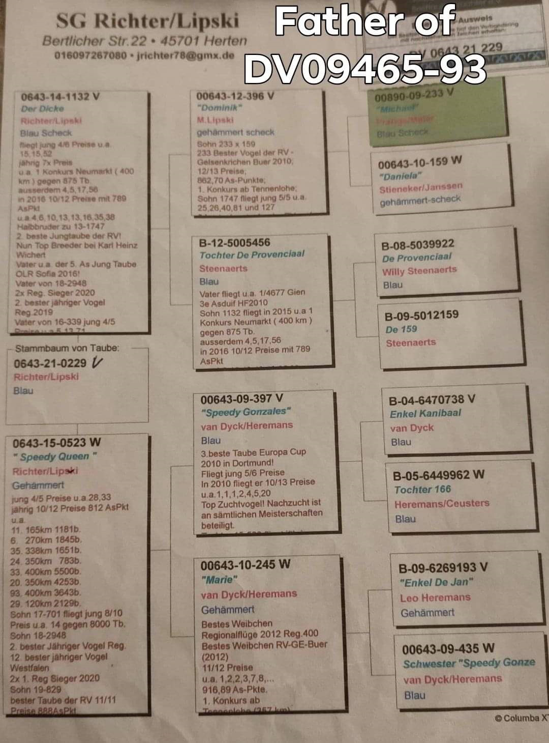 Pigeon pedigree image