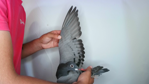 Pigeon image