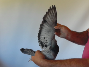 Pigeon image