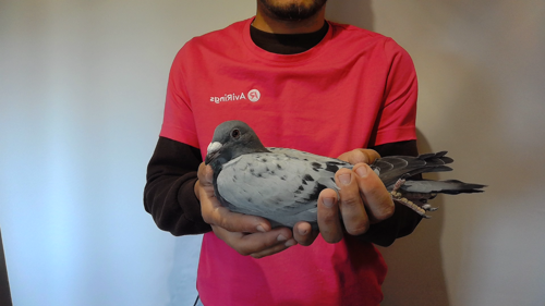 Pigeon image