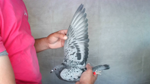 Pigeon image
