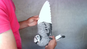 Pigeon image