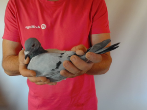 Pigeon image