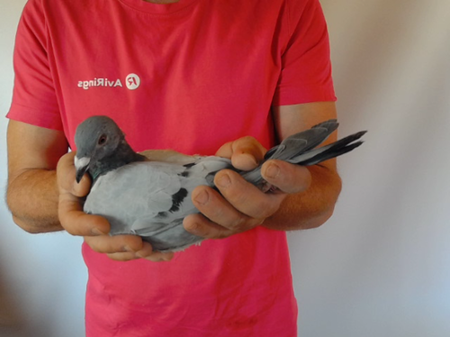 Pigeon image