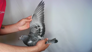 Pigeon image