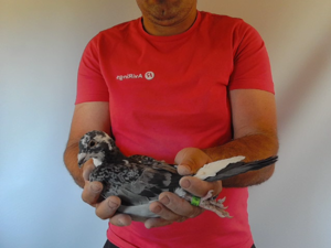 Pigeon image