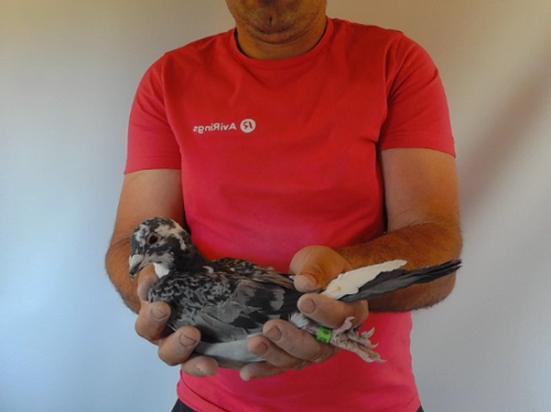 Pigeon image